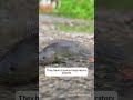 Southern China has a fish that can walk on land