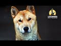 Korean Jindo: Fear and Aggression