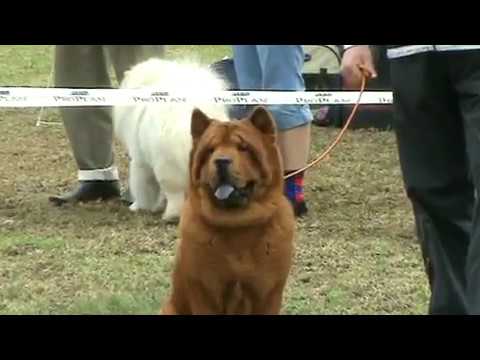 Video: Chow Chow Kuchukchalarini Qanday Boqish Kerak