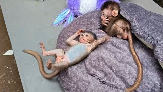 I See It Not Like A Baby Monkey Look At This Little Monkey Doing