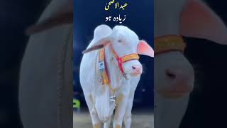 eid UL adha Qurbani #myfirstvlog #eiduladha2026