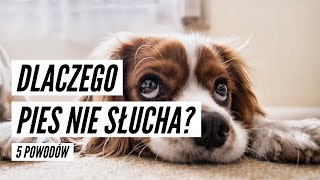 5 POWODÓW DLACZEGO PIES NIE SŁUCHA