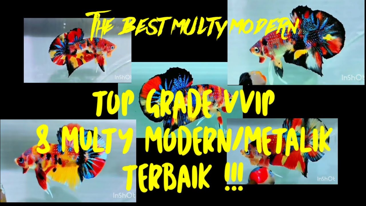 macam multy modern/metalik top grade VVIP