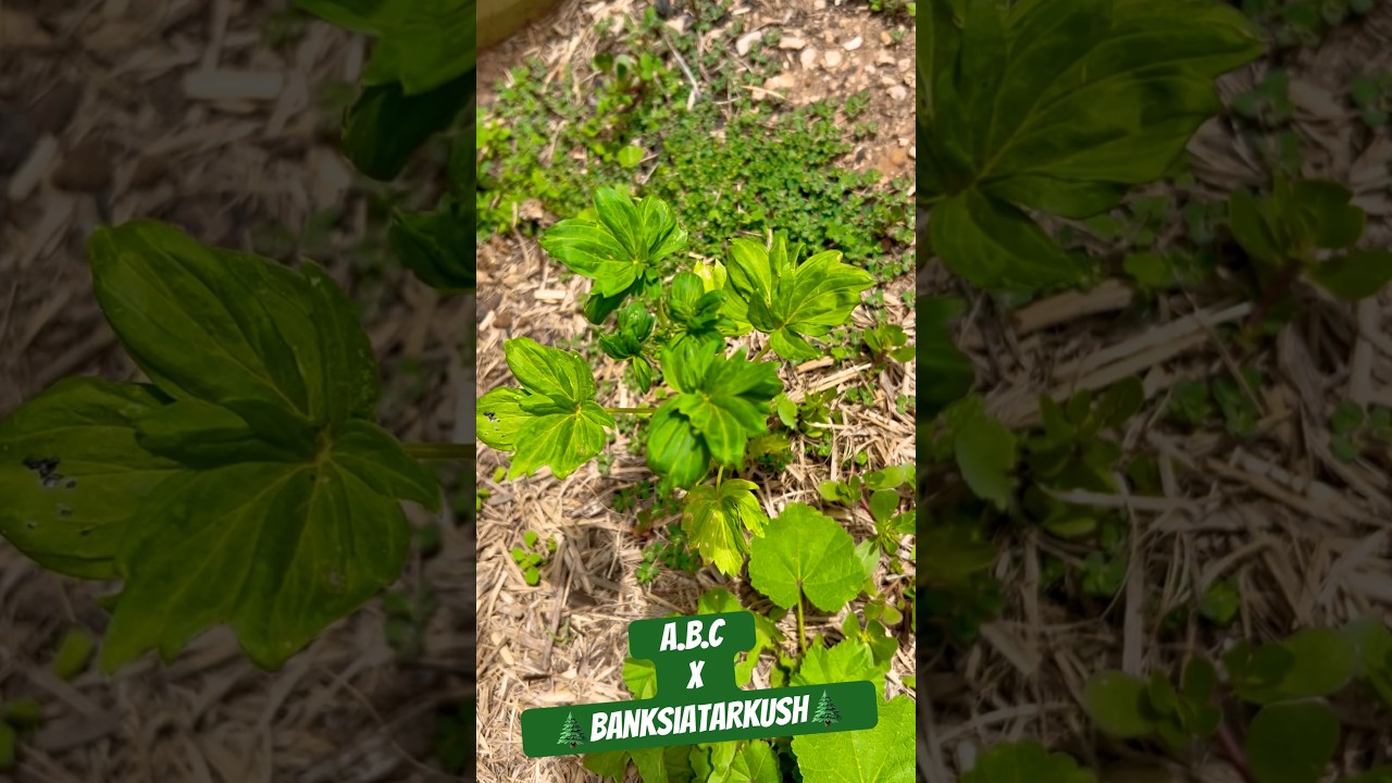 Australian Land Race Strain 🇦🇺💨 