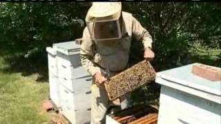 Researchers Study Disappearing Bees