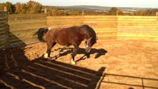 Horse Fart