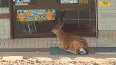 シカの王位は誰の手に 繁殖期を迎えたヤクシカたち 東京ズーネット