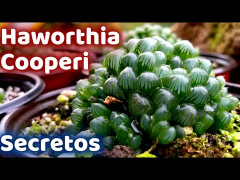 Video: ¿Haworthia cooperi florece?