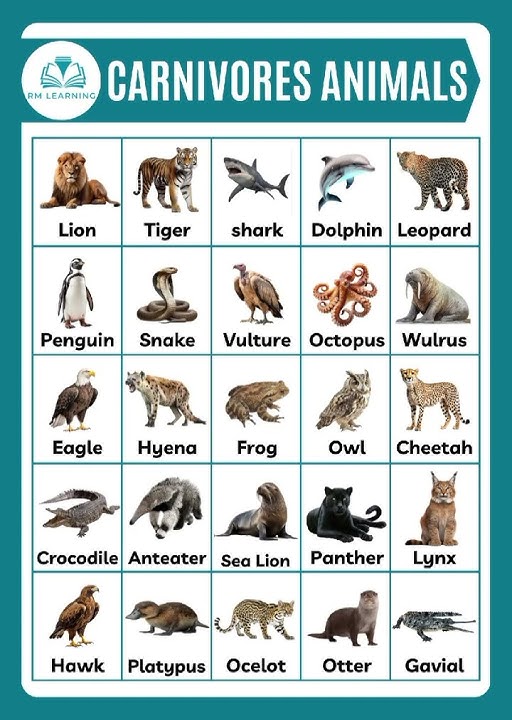 Carnivores Animals #animals  #carnivoresanimalsnames #shortsfeed #animalsvocabulary