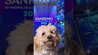 Il ChicoFestival 🌴 #sanremo #sanremo2023 #canedivertente