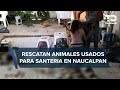 Fgj edomex catea casa de santero colombiano que usaba animales para sacrificios en naucalpan