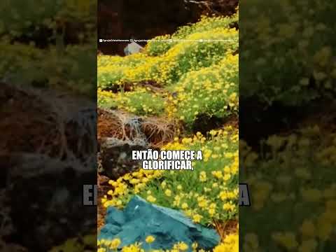 🎶 O que os olhos nunca viram - ICM