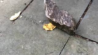 Smashing Banana