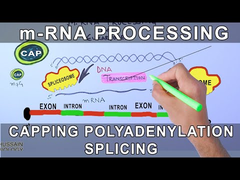 Overview of mRNA Processing in Eukaryotes