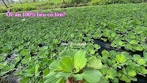 Cách Nuôi Bèo Cái ( Bèo Tai Tượng ) làm Thức Ăn Cho Ốc - Ốc Bươu Đen Bình Định, Phú Yên