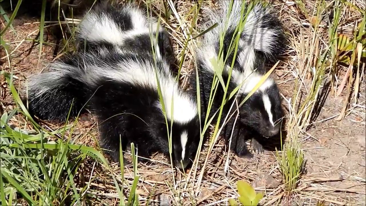 Baby skunks - YouTube