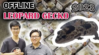 Offline dành riêng cho dòng bò sát quốc dân Leopard Gecko 2023/ Leopard Gecko offline meeting 2023