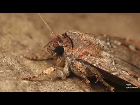 Moths use stars as a compass - video from Lund University