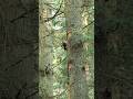 Pileated Woodpecker, in the forest #pnw #birds