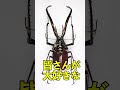 見た目がヤバすぎる生き物