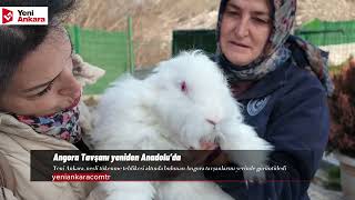 Angora Tavşanı Yeniden Anadoluda Elmadağdan Örnek Koruma Projesi