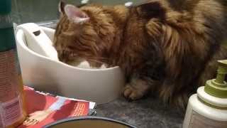 Weird Cat Ritual