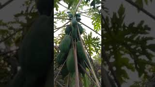 Papaya Organic Farm | Hara Organic Farming System | Sustainable Agriculture