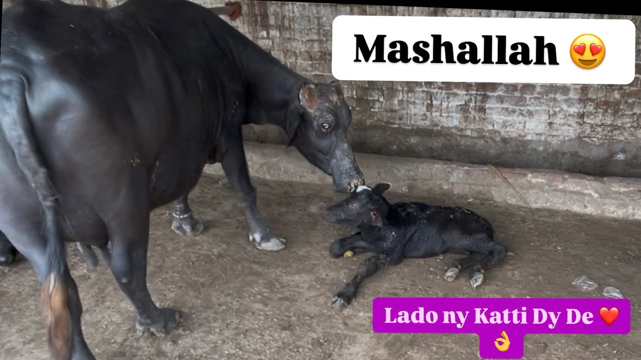 Breeding season in its Peak 😍 | | Mashallah 🤩 | | Another Delivery | | Quality Breed | |