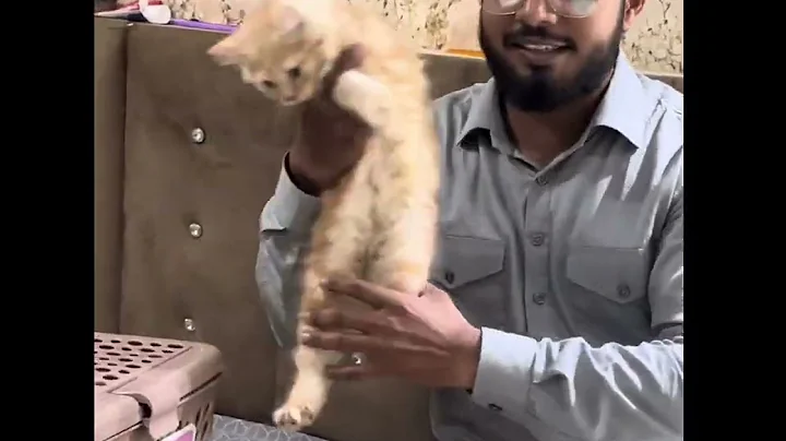 Video 11779551: quality persian kittens, cat