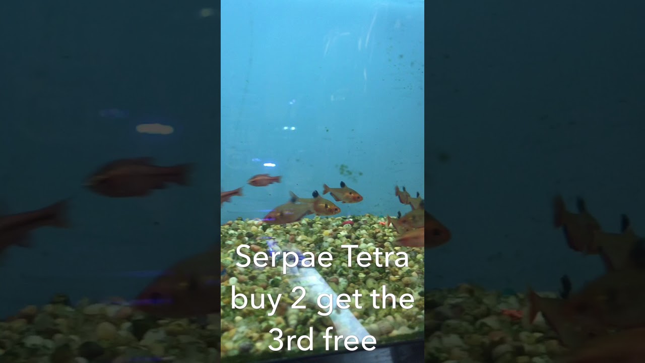 camera iphone 8 plus apk Weekend sale