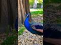 A peacock's parade through the Royal Alcazar Gardens #shorts