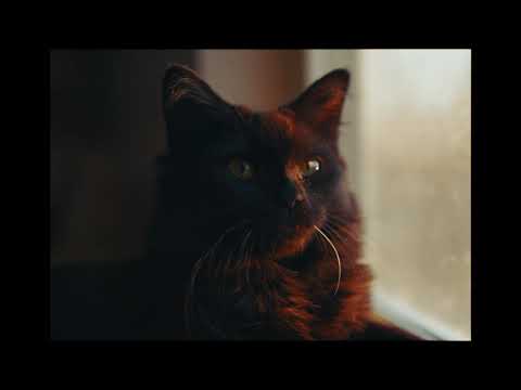 Mornings With Mookie (Cinematic Cat Video) - Sony A7IV - Sigma 28-45 1.8