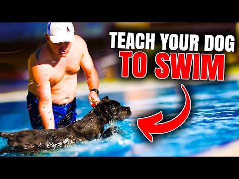 Puppy Learns to Swim for the First Time!