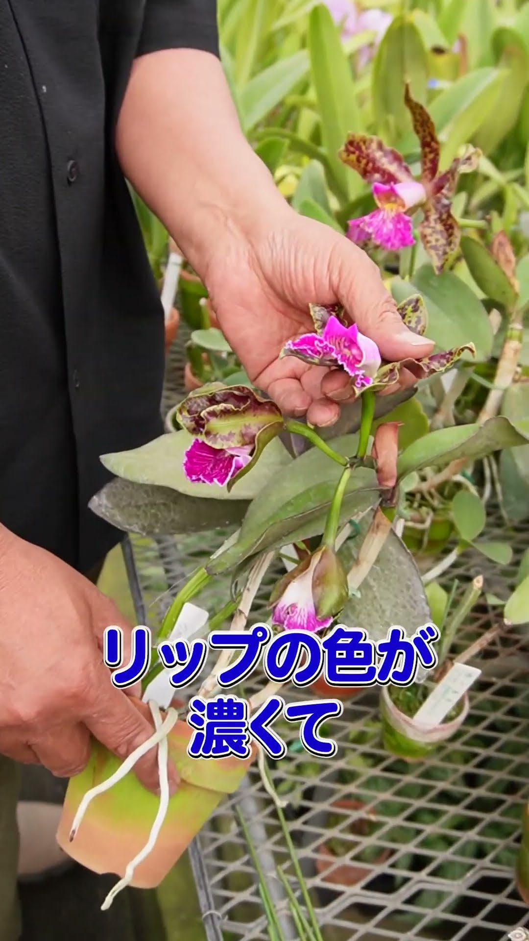 洋蘭】カトレア、シレリアーナ[orchid]Cattleya, Sileriana