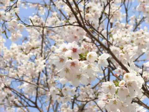 Cherry Blossom in Spring