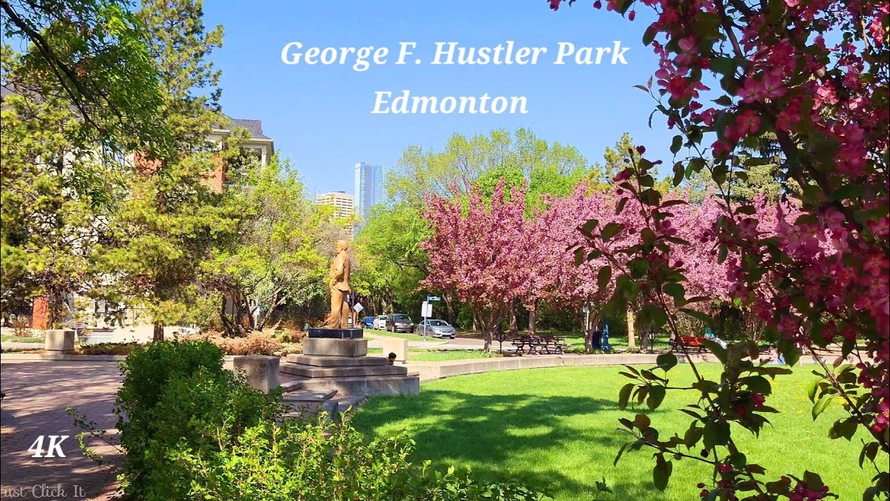 Cherry Blossom F. Hustler Park, Edmonton, Alberta, Canada May