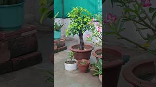 Ficus Plant 😍 Ficus Bonsai 🙂 Ficus Plant care 😘 Ficus 🎄 Ficus Tree 💕 Ficus Bonsai Plant #ficus