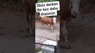 Öküz Derken Bi̇r Kez Daha Düşünün