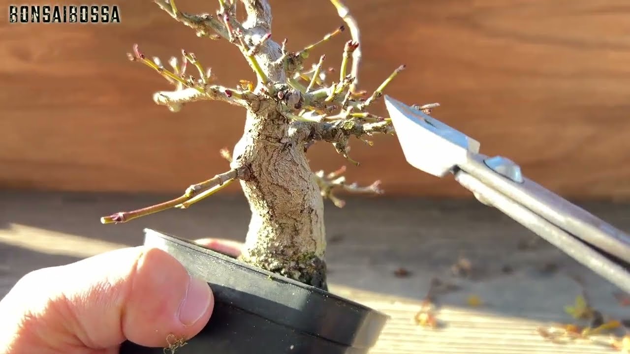 YMJ3] 42-year-old mountain maple, grown from seed. I hope the