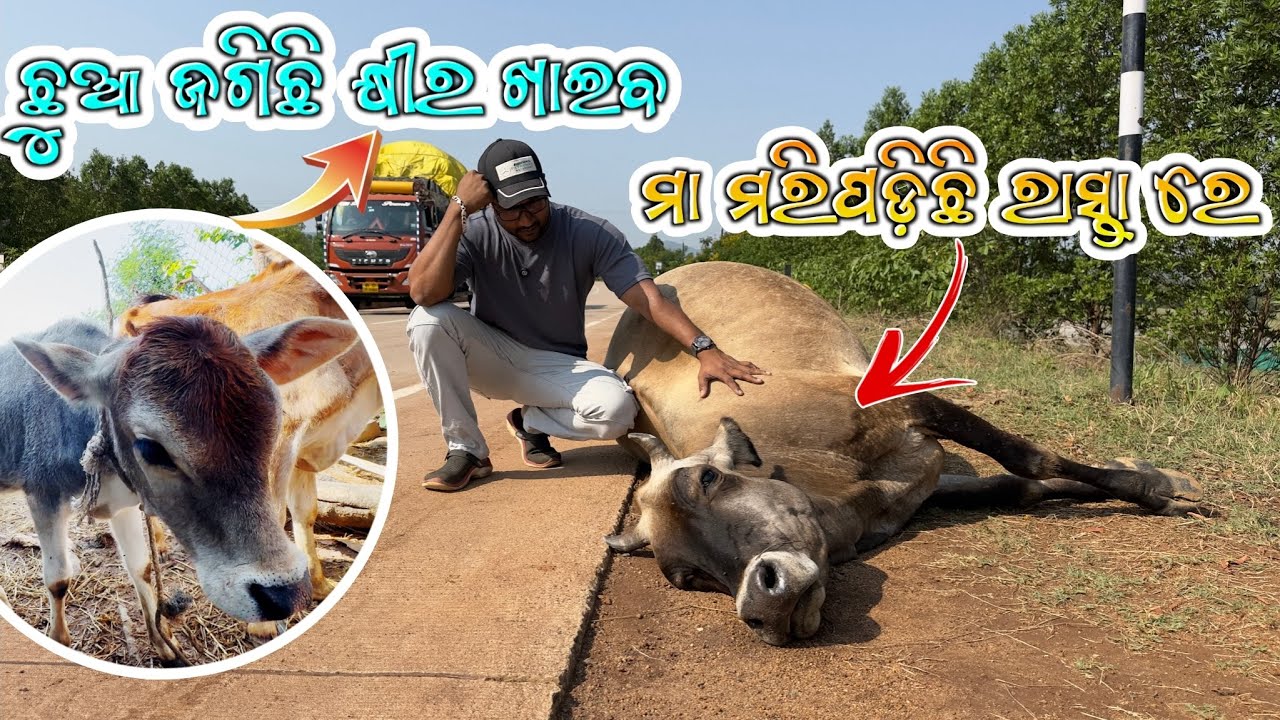 ଛୁଆ ଜଗିଛି କ୍ଷୀର ଖାଇବା ପାଇଁ ମା ମାରିପଡ଼ିଚି ରାସ୍ତା ରେ 😭😭