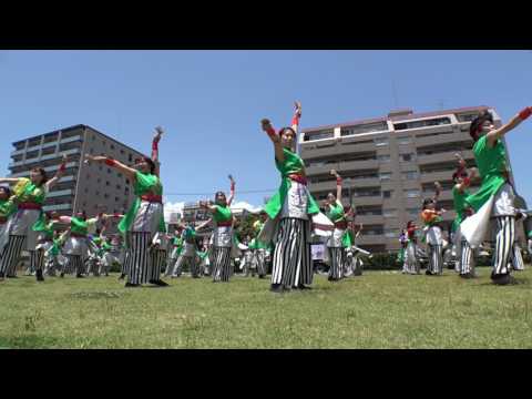 聯さん 見附台広場会場 第14回 湘南よさこい祭り