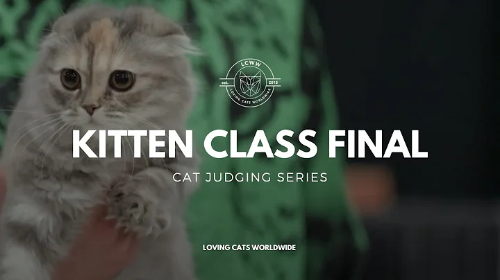 Cat Judging: Kitten Class Final from Pleasanton 2023 - DayDayNews