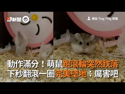 萌鼠跑滾輪！突然翻滾一圈完美墜地～動作滿分｜寵物動物｜倉鼠｜特技