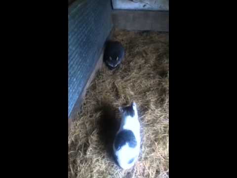 Raccoon/cat fight - YouTube