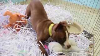 Visit the Toledo Area Humane Society!