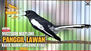🛑KACER GACOR TARUNG NGEPLONG‼️AMPUH Untuk PANCINGAN KACER agar NYAUT EMOSI #kacergacor #kacermania
