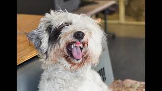 Aggressive Jack Russell Terrier Couldnt Be Groomed 😱 Severe Matting & Incredible Transformation