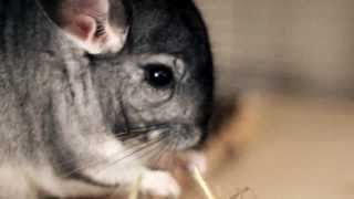 Chinchilla snack time! by Rachael Hosein 300 views 10 years ago 27 seconds