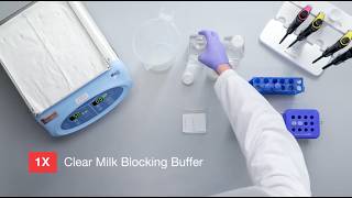 Simplify Protein Detection with Invitrogen Western Blot Buffers
