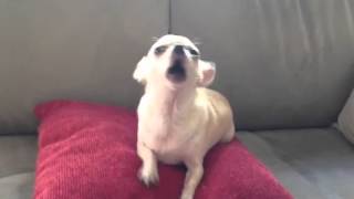 The awesome Chihuahua dog singing opera  must see!!!